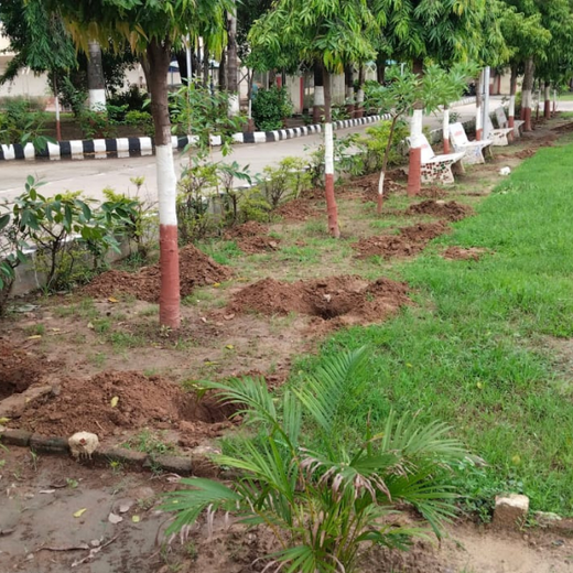 Leadership in Leaf: FICCI FLO Vadodara’s Sustainability Drive – Planting