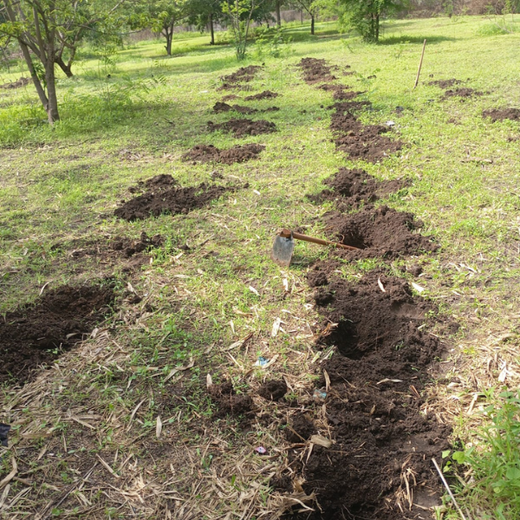 SaaS Meets Sustainability: Irth Solutions’ CSR Through Urban Forests – Planting