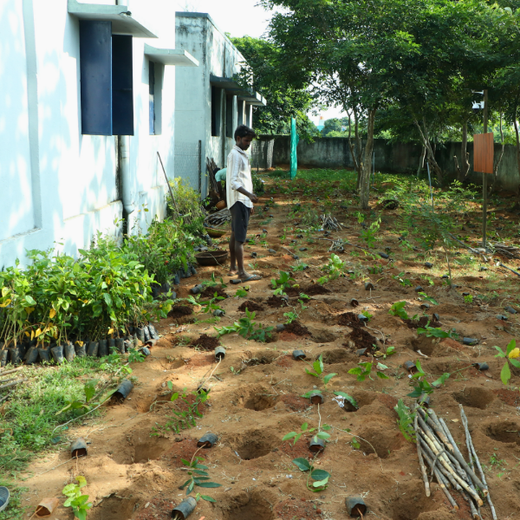 Caterpillar's Legacy: A Thriving Learning forest in Kilambakkam – Planting