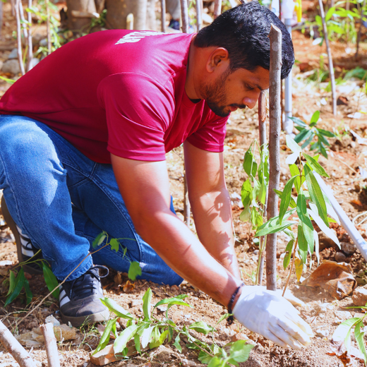 Caterpillar's Legacy: A Learning forest in Chennai Nanganallur – 6 months