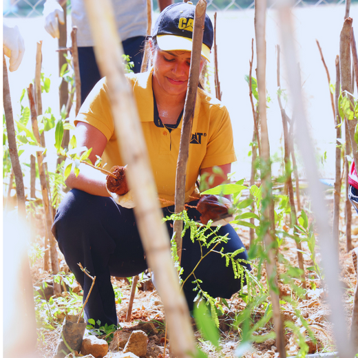 Caterpillar's Legacy: A Learning forest in Chennai Nanganallur – 6 months