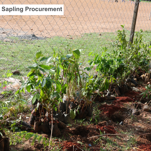 Caterpillar's Legacy: A Learning forest in Chennai Nanganallur – Planting