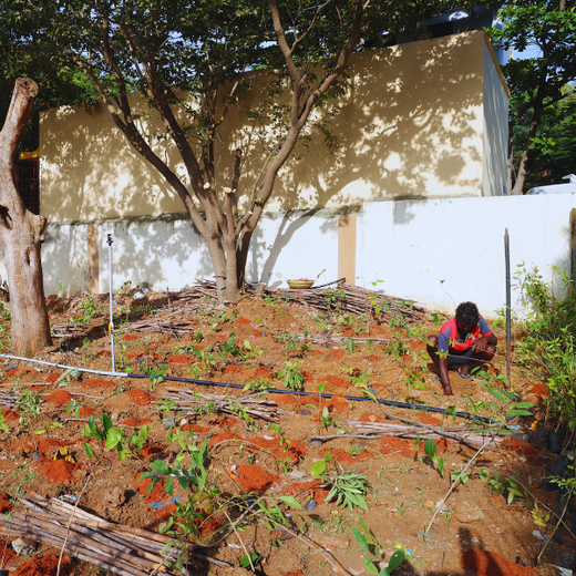 Caterpillar's Legacy: A Learning forest in Chennai Nanganallur – Planting