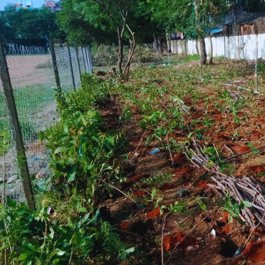 Caterpillar's Legacy: A Learning forest in Chennai Nanganallur – Planting