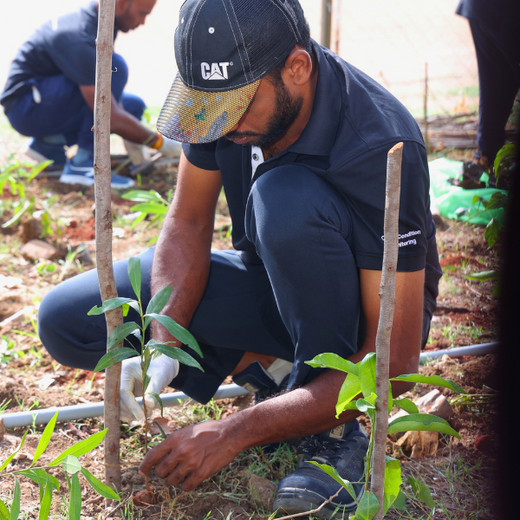Caterpillar's Legacy: A Learning forest in Chennai Nanganallur – 6 months