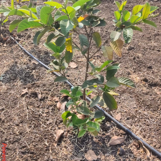 Pooja and Parin Shah’s Living Birthday Gift for Vihaa – Planting