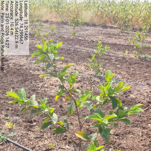 Pooja and Parin Shah’s Living Birthday Gift for Vihaa – Planting