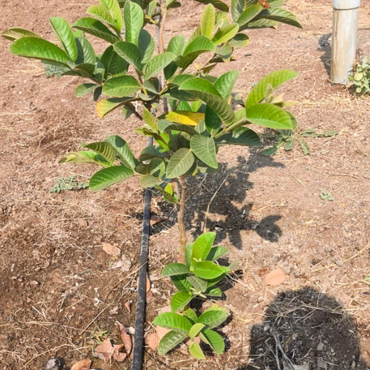 Pooja and Parin Shah’s Living Birthday Gift for Vihaa – Planting