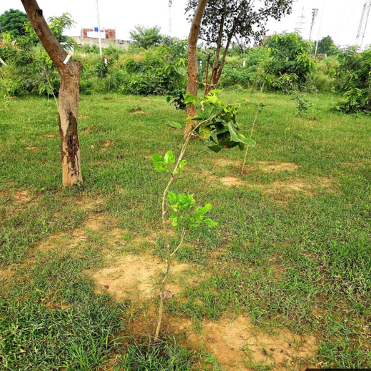Premier Tech’s Green Footprint in Greater Noida – 1 year