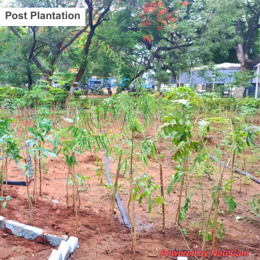 Mini Forests, Mighty Impact: TKIL’s Green Action on World Environment Day – 1 year