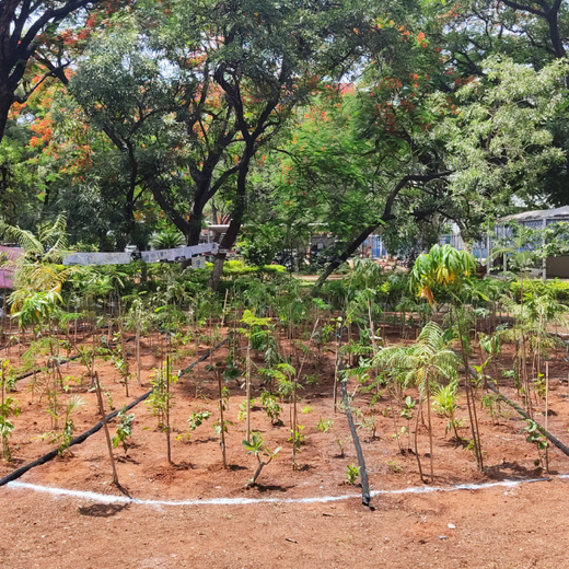 Mini Forests, Mighty Impact: TKIL’s Green Action on World Environment Day – 1 year