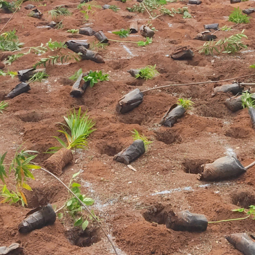 Mini Forests, Mighty Impact: TKIL’s Green Action on World Environment Day – Planting