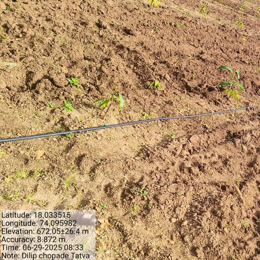 Nature’s Sparkle: Tattva Jewellers' Green Gift to Customers – Planting