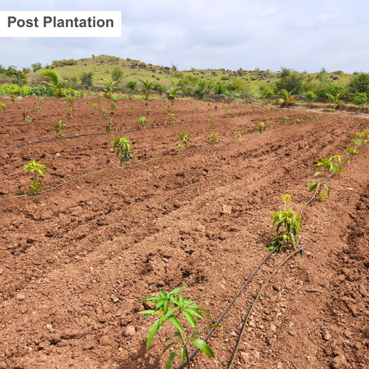 Nature’s Sparkle: Tattva Jewellers' Green Gift to Customers – Planting