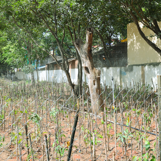 Caterpillar's Legacy: A Learning forest in Chennai Nanganallur – 1 year