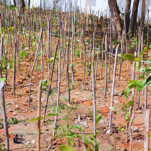 Caterpillar's Legacy: A Learning forest in Chennai Nanganallur – 1 year