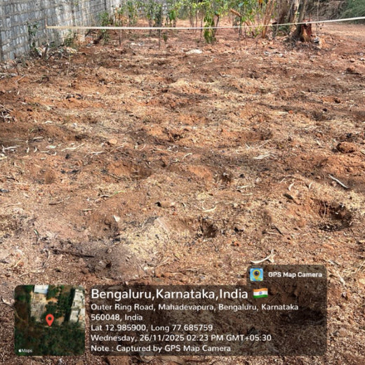 "ACCA Digital Forest" – Planting