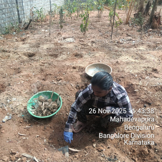 "ACCA Digital Forest" – Planting