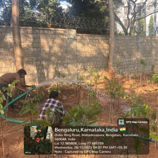 "ACCA Digital Forest" – 6 months