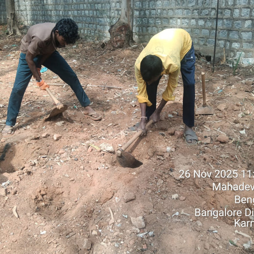 "ACCA Digital Forest" – Planting