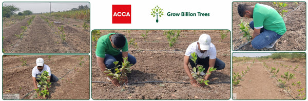 Growing Green Legacies – ACCA Agroforest, Saswad