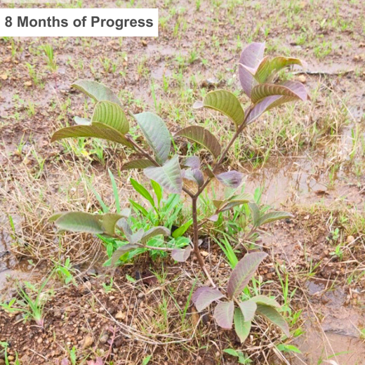 AIT’s Green Start to 2025: Growing Bonds, Growing Trees – 1 year