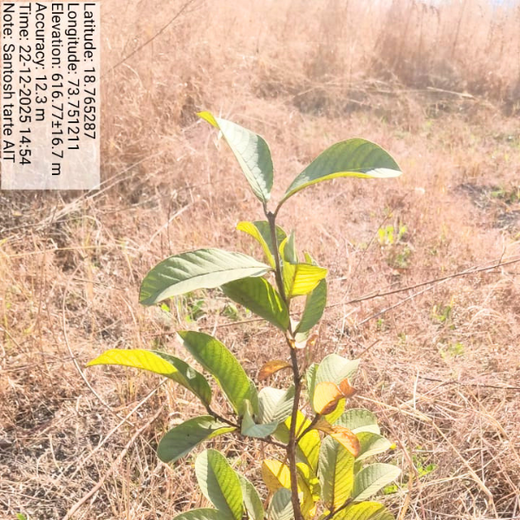 AIT’s Green Start to 2025: Growing Bonds, Growing Trees – 1 year