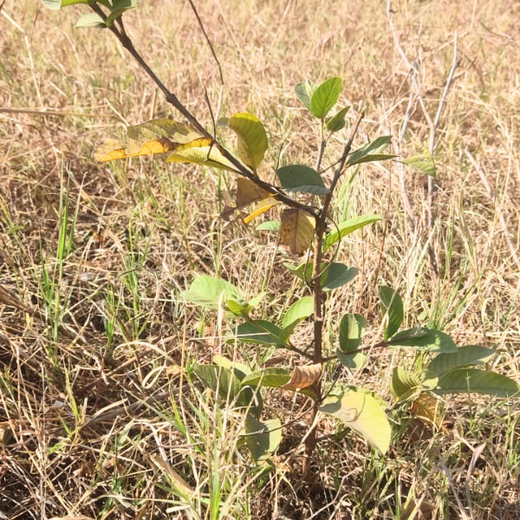 AIT’s Green Start to 2025: Growing Bonds, Growing Trees – 1 year