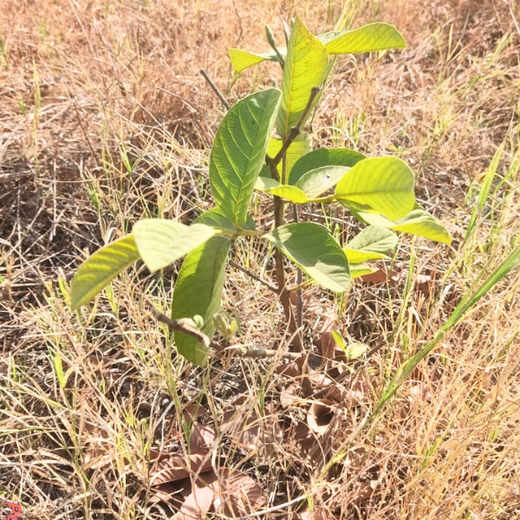 AIT’s Green Start to 2025: Growing Bonds, Growing Trees – 1 year