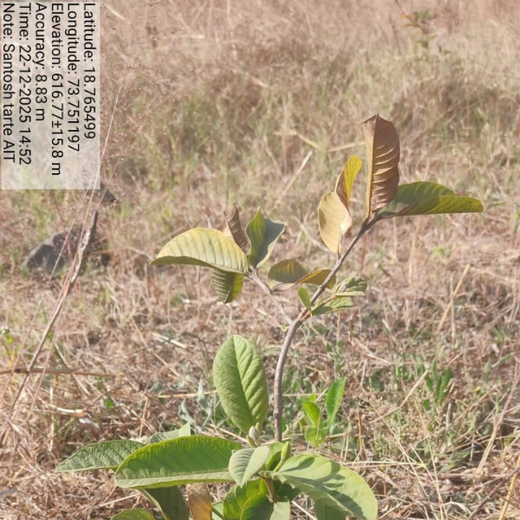 AIT’s Green Start to 2025: Growing Bonds, Growing Trees – 1 year