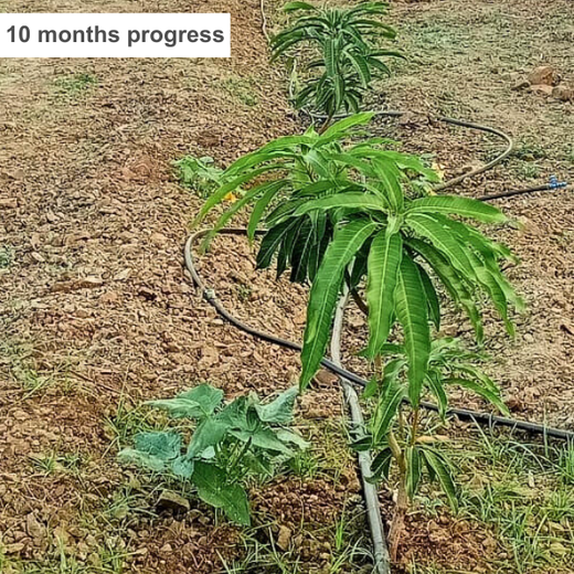 Innovating for the Earth: ALAN's Green Impact Initiative – 6 months