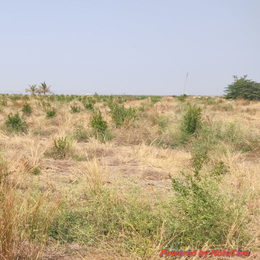 Greening the Earth, Awakening the Soul: Agroforests by Abundance Manifestation Solutions – Planting