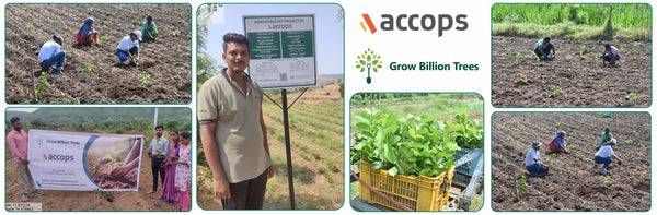 Accops Brings Green Gifts to Diwali: A Tree Plantation Initiative in Agroforestry