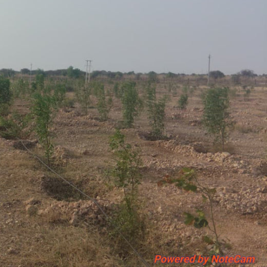 Greening Together: Adani Foundation’s Community-Led Afforestation – 2 years