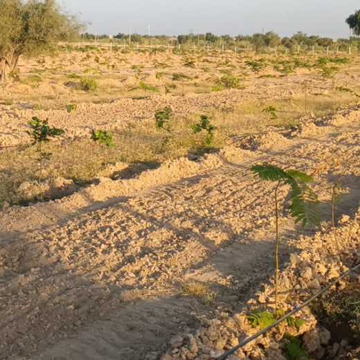 Greening Together: Adani Foundation’s Community-Led Afforestation – 2 years