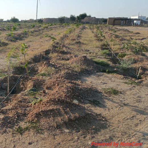 Greening Together: Adani Foundation’s Community-Led Afforestation – 2 years