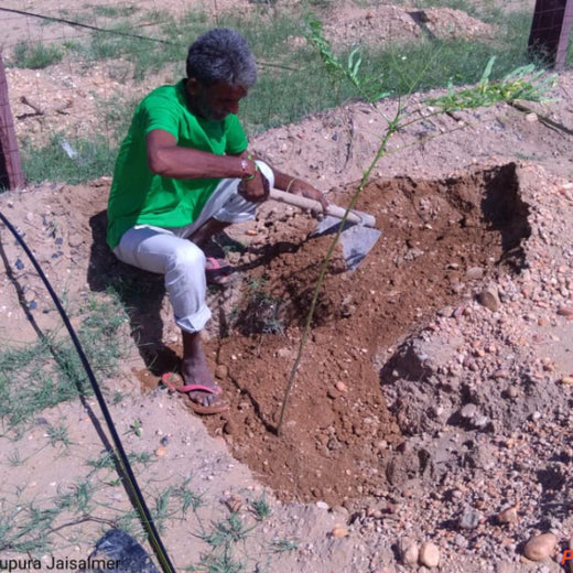 Greening Together: Adani Foundation’s Community-Led Afforestation – Planting