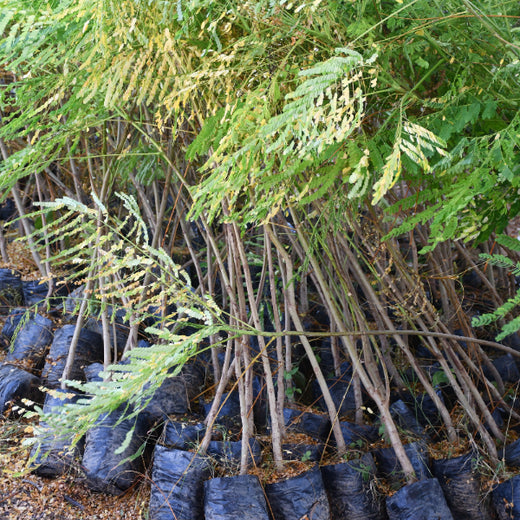 Greening Together: Adani Foundation’s Community-Led Afforestation – Planting