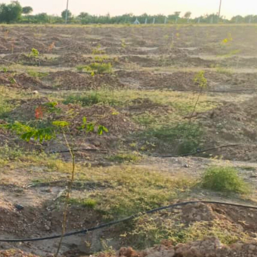 Greening Together: Adani Foundation’s Community-Led Afforestation – 1 year