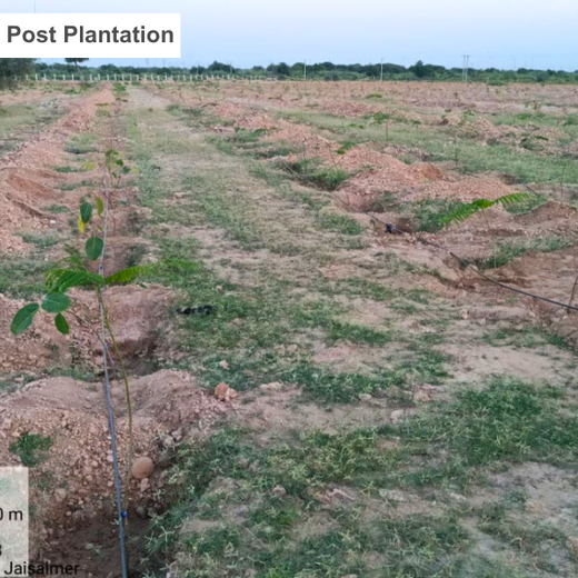 Greening Together: Adani Foundation’s Community-Led Afforestation – 1 year