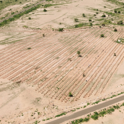 Greening Together: Adani Foundation’s Community-Led Afforestation – Planting