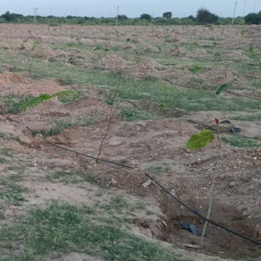 Greening Together: Adani Foundation’s Community-Led Afforestation – 1 year