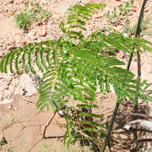 Greening Together: Adani Foundation’s Community-Led Afforestation – 1 year