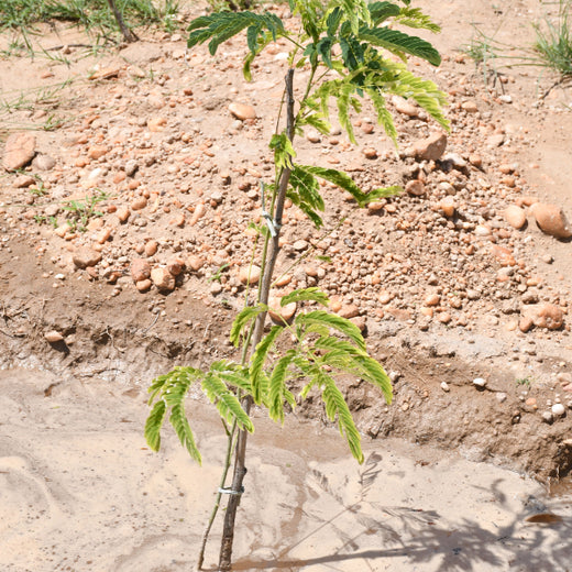 Greening Together: Adani Foundation’s Community-Led Afforestation – 1 year