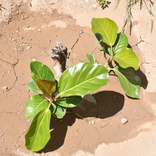 Greening Together: Adani Foundation’s Community-Led Afforestation – 1 year