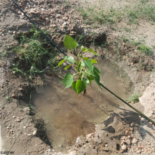 Greening Together: Adani Foundation’s Community-Led Afforestation – 1 year