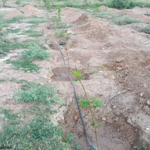 Greening Together: Adani Foundation’s Community-Led Afforestation – 1 year