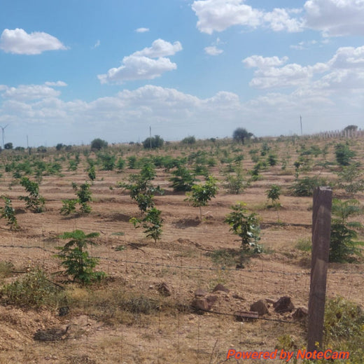 Greening Together: Adani Foundation’s Community-Led Afforestation – 2 years