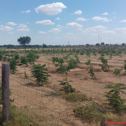 Greening Together: Adani Foundation’s Community-Led Afforestation – 2 years