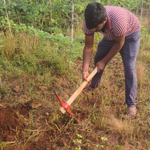 Sky High, Earth Deep: Air India’s Multi-City Tree Plantation for Earth Day – 6 months